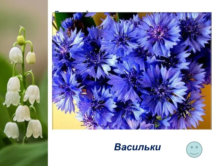 Происхождение русского названия этого растения объясняет старинное народное поверье. Давным-давно в красивого молодого