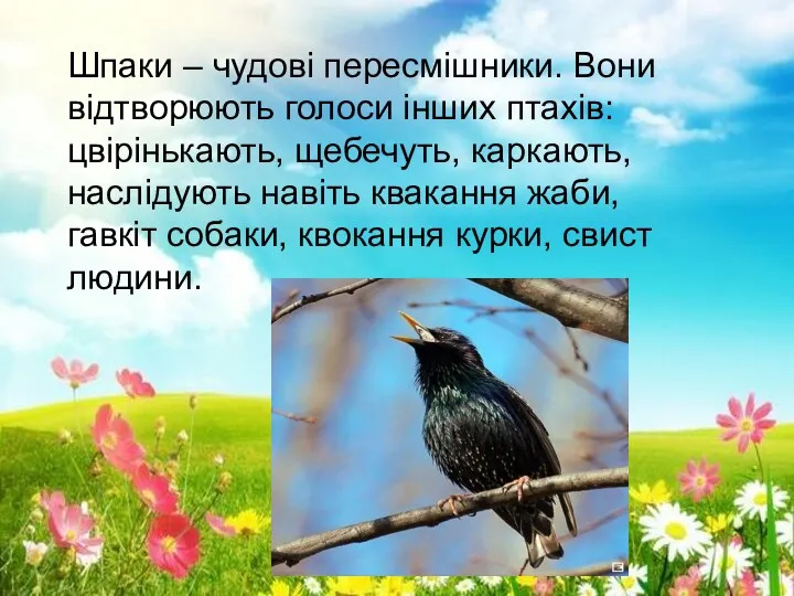 ` Шпаки – чудові пересмішники. Вони відтворюють голоси інших птахів: