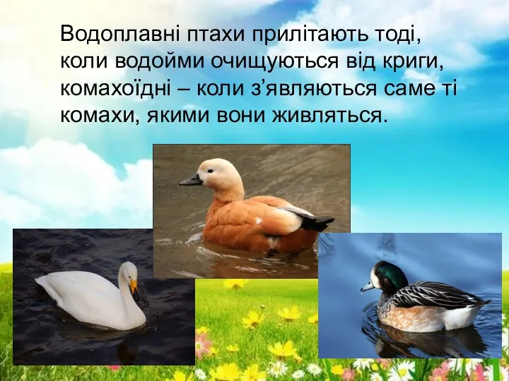 Водоплавні птахи прилітають тоді, коли водойми очищуються від криги, комахоїдні