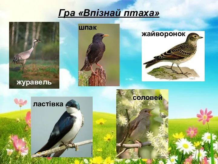 Гра «Впізнай птаха» журавель шпак жайворонок ластівка соловей