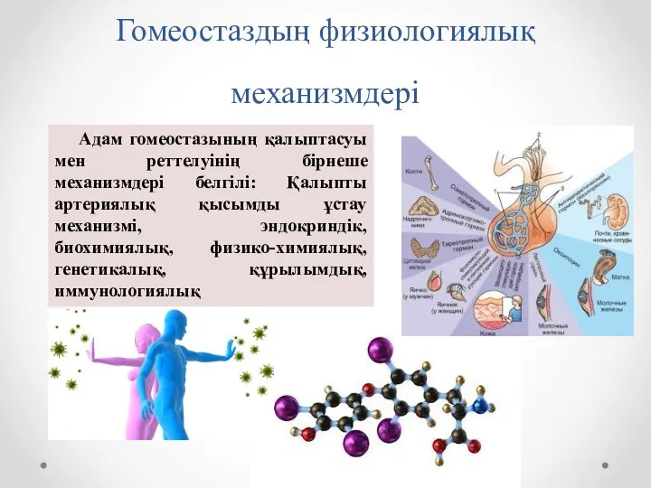 Гомеостаздың физиологиялық механизмдері Адам гомеостазының қалыптасуы мен реттелуінің бірнеше механизмдері