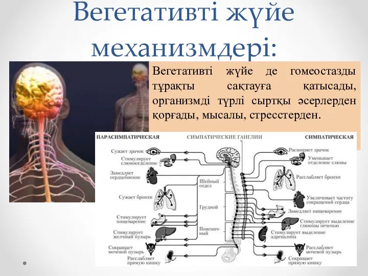 Вегетативті жүйе механизмдері: Вегетативті жүйе де гомеостазды тұрақты сақтауға қатысады,