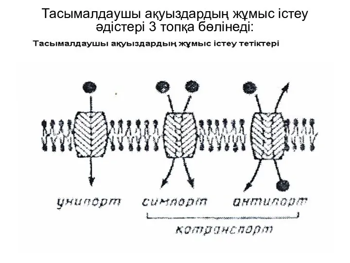 Тасымалдаушы ақуыздардың жұмыс істеу әдістері 3 топқа бөлінеді: