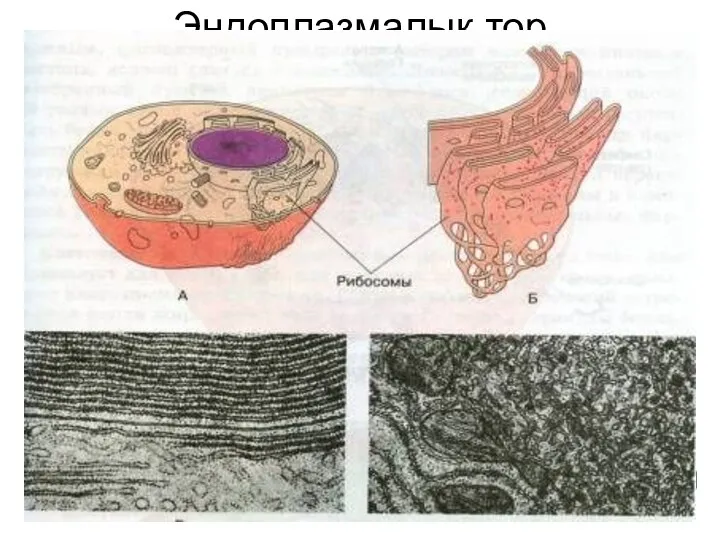 Эндоплазмалық тор