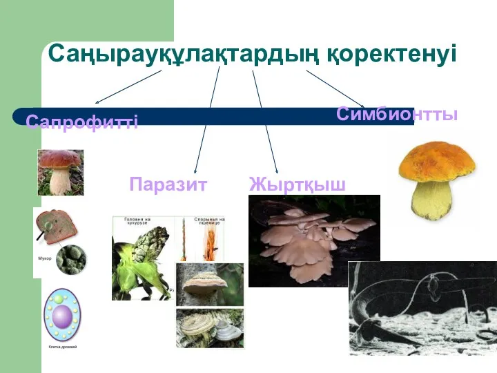 Саңырауқұлақтардың қоректенуі Сапрофитті Симбионтты Паразит Жыртқыш