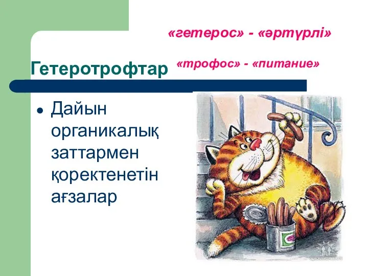 Гетеротрофтар Дайын органикалық заттармен қоректенетін ағзалар «гетерос» - «әртүрлі» «трофос» - «питание»