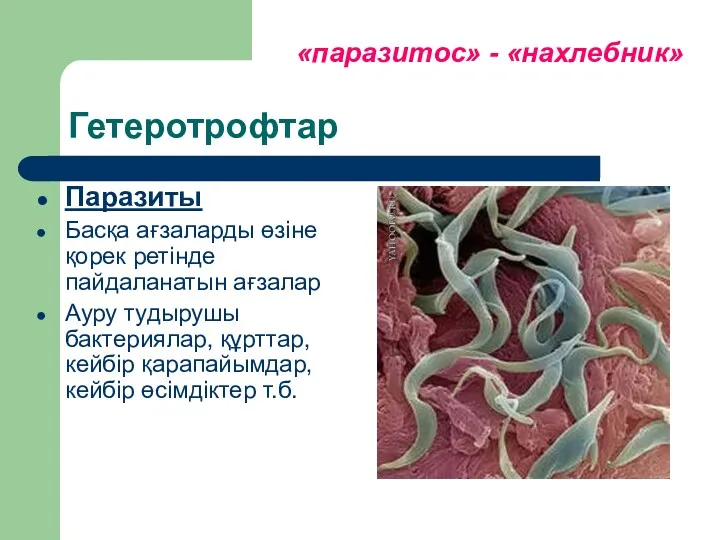 Гетеротрофтар Паразиты Басқа ағзаларды өзіне қорек ретінде пайдаланатын ағзалар Ауру