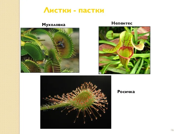 Листки - пастки Мухоловка Непентес Росичка