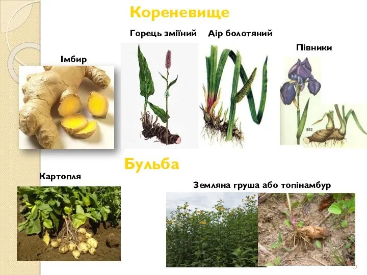 Імбир Кореневище Горець зміїний Півники Аір болотяний Бульба Земляна груша або топінамбур Картопля