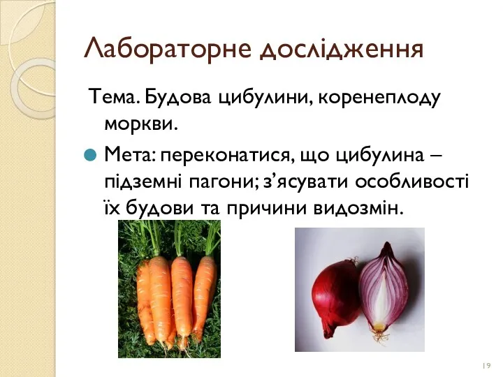 Лабораторне дослідження Тема. Будова цибулини, коренеплоду моркви. Мета: переконатися, що