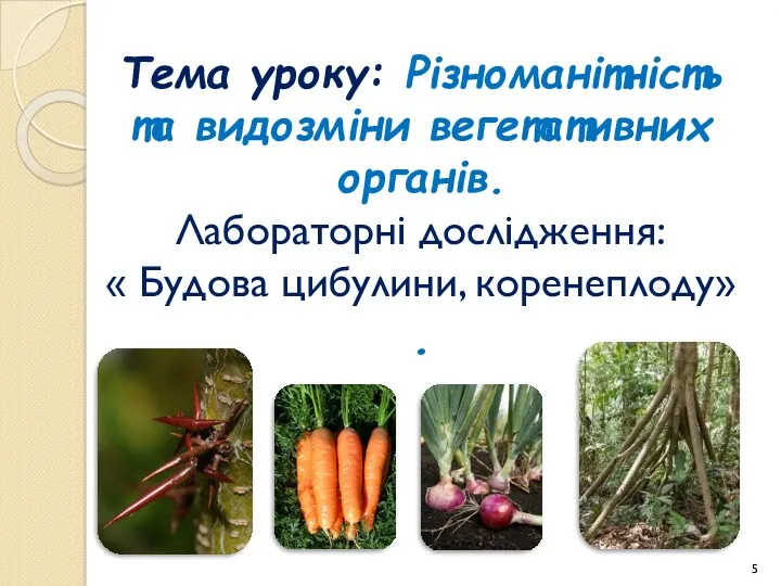 Тема уроку: Різноманітність та видозміни вегетативних органів. Лабораторні дослідження: « Будова цибулини, коренеплоду» .