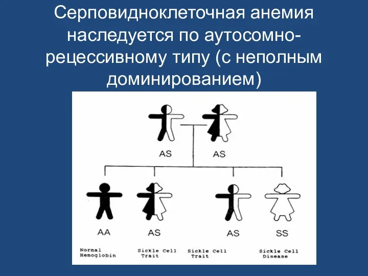 Серповидноклеточная анемия наследуется по аутосомно-рецессивному типу (с неполным доминированием)