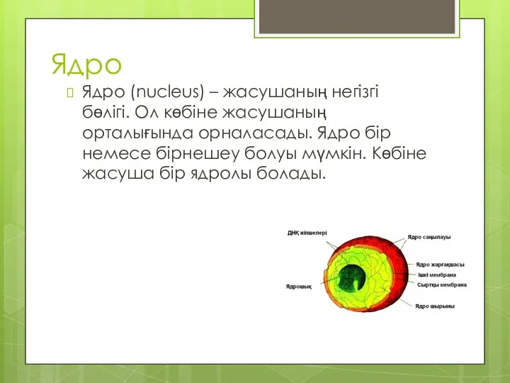 Ядро Ядро (nucleus) – жасушаның негізгі бөлігі. Ол көбіне жасушаның