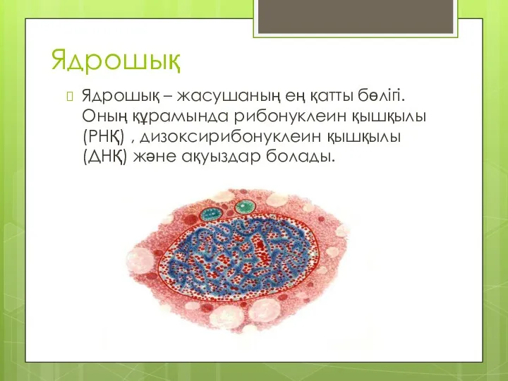 Ядрошық Ядрошық – жасушаның ең қатты бөлігі. Оның құрамында рибонуклеин қышқылы (РНҚ) ,