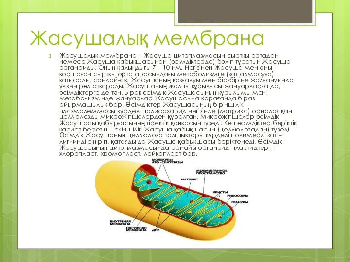 Жасушалық мембрана Жасушалық мембрана – Жасуша цитоплазмасын сыртқы ортадан немесе