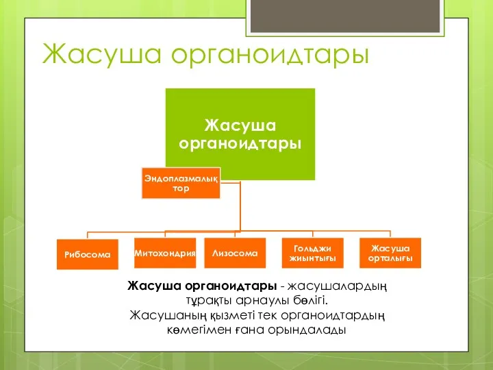 Жасуша органоидтары Жасуша органоидтары - жасушалардың тұрақты арнаулы бөлігі. Жасушаның қызметі тек органоидтардың көмегімен ғана орындалады