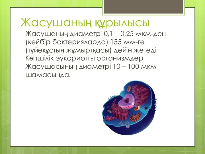 Жасушаның құрылысы Жасушаның диаметрі 0,1 – 0,25 мкм-ден (кейбір бактерияларда) 155 мм-ге (түйеқұстың
