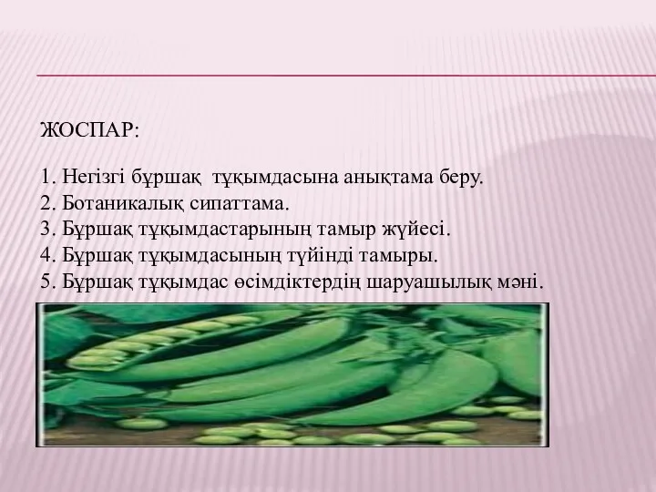 ЖОСПАР: 1. Негізгі бұршақ тұқымдасына анықтама беру. 2. Ботаникалық сипаттама.