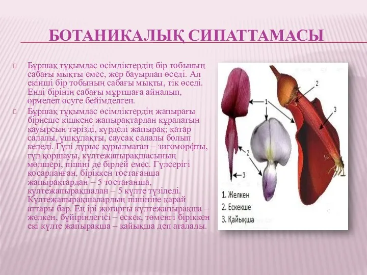 БОТАНИКАЛЫҚ СИПАТТАМАСЫ Бұршақ тұқымдас өсімдіктердің бір тобының сабағы мықты емес,