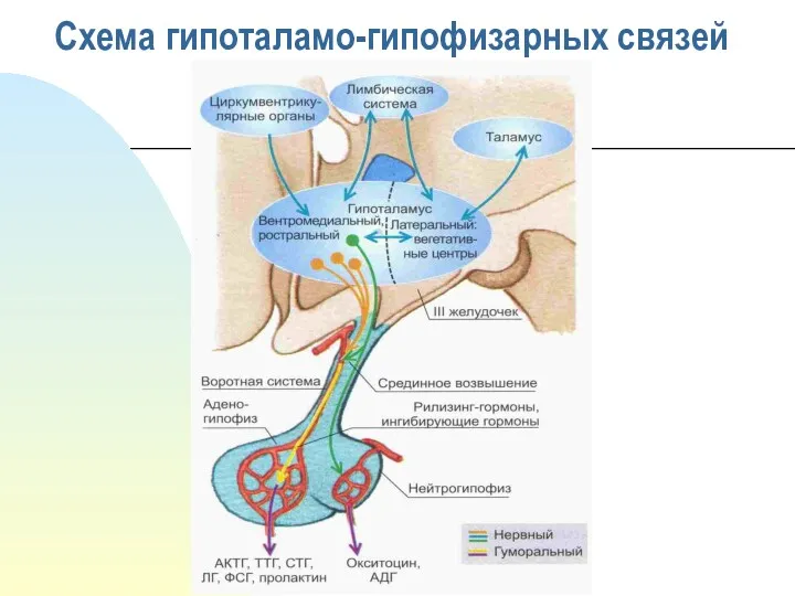 Схема гипоталамо-гипофизарных связей