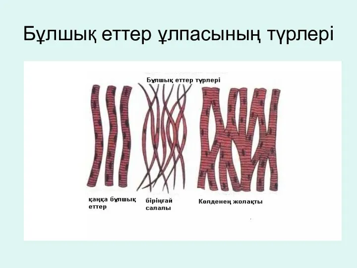 Бұлшық еттер ұлпасының түрлері