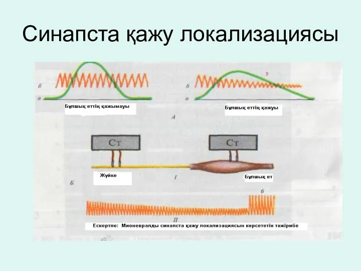 Синапста қажу локализациясы