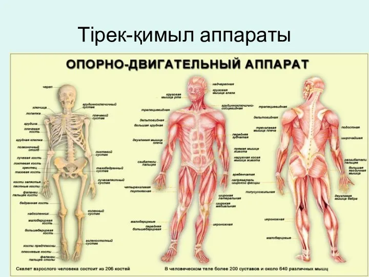 Тірек-қимыл аппараты