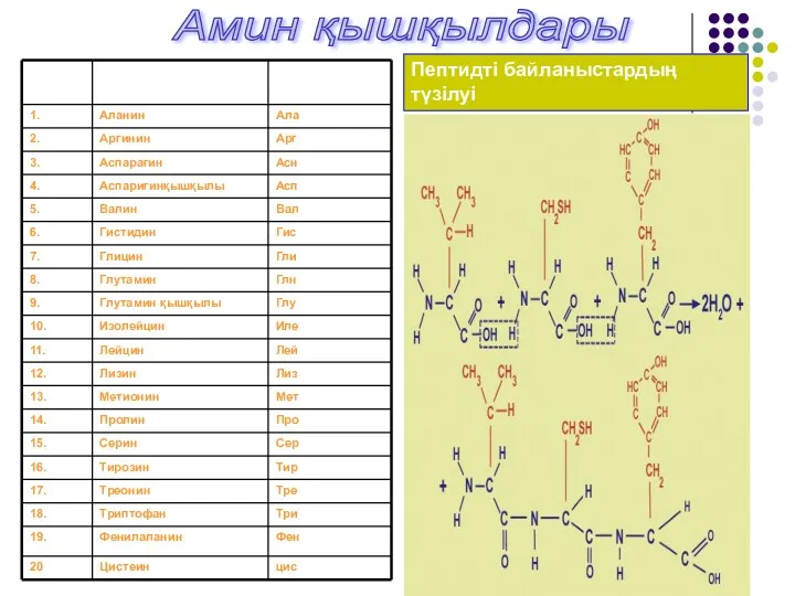 Амин қышқылдары Пептидті байланыстардың түзілуі