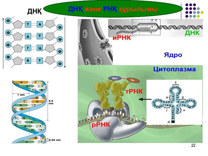 ДНҚ және РНҚ құрылымы ДНҚ
