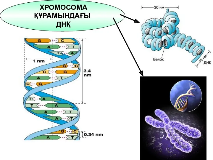 ХРОМОСОМА ҚҰРАМЫНДАҒЫ ДНҚ