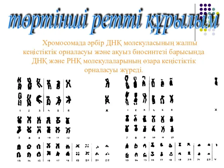 Хромосомада әрбір ДНҚ молекуласының жалпы кеңістіктік орналасуы және ақуыз биосинтезі