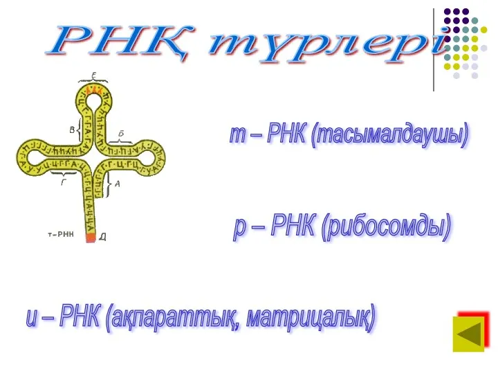 р – РНК (рибосомды) РНҚ түрлері т – РНК (тасымалдаушы) и – РНК (ақпараттық, матрицалық)