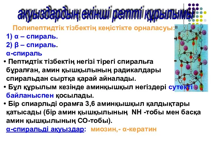 ақуыздардың екінші ретті құрылымы Полипептидтік тізбектің кеңістікте орналасуы: 1) α