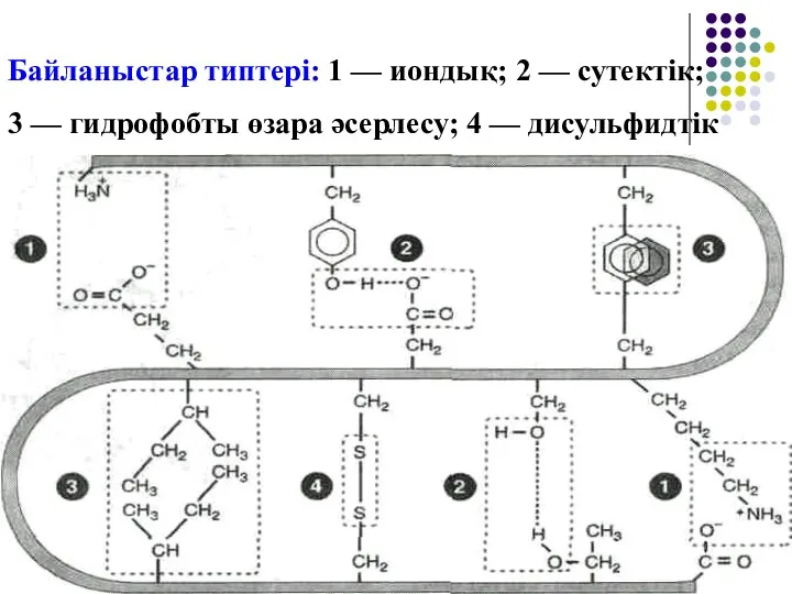 Байланыстар типтері: 1 — иондық; 2 — сутектік; 3 — гидрофобты өзара әсерлесу; 4 — дисульфидтік