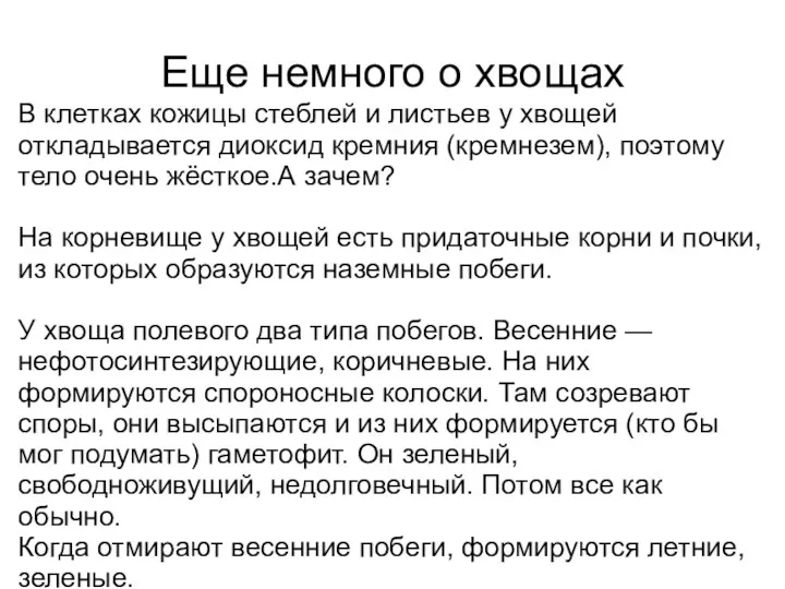 Еще немного о хвощах В клетках кожицы стеблей и листьев