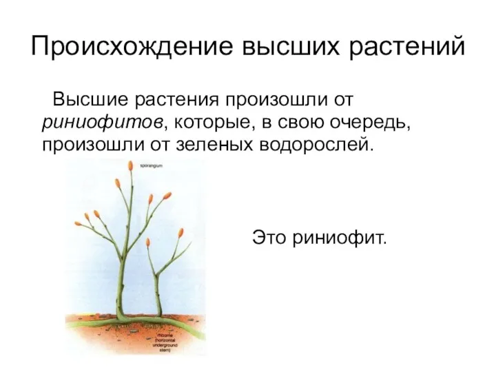 Происхождение высших растений Высшие растения произошли от риниофитов, которые, в