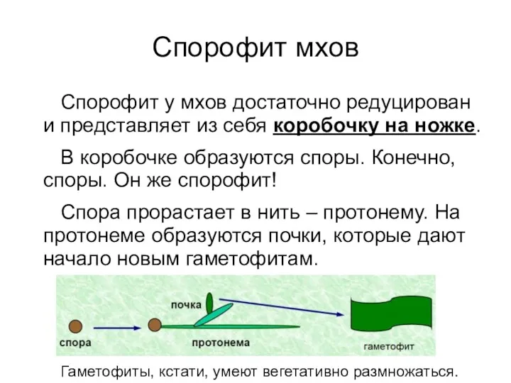 Спорофит мхов Спорофит у мхов достаточно редуцирован и представляет из