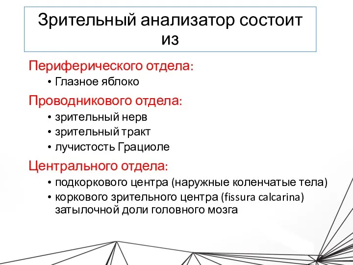 Зрительный анализатор состоит из Периферического отдела: Глазное яблоко Проводникового отдела: