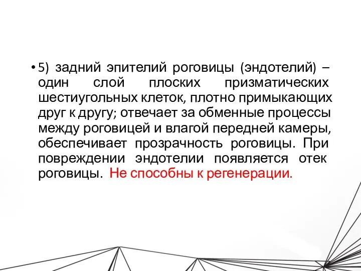 5) задний эпителий роговицы (эндотелий) – один слой плоских призматических шестиугольных клеток, плотно