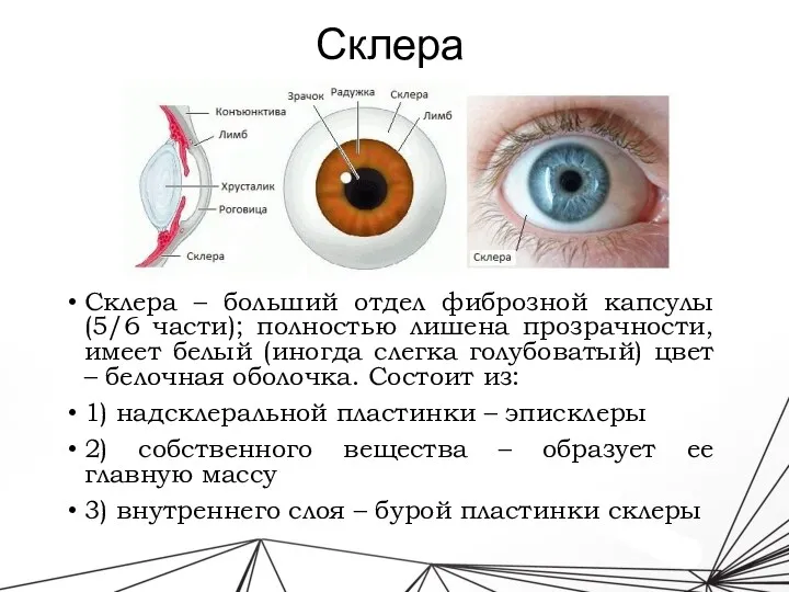 Склера Склера – больший отдел фиброзной капсулы (5/6 части); полностью