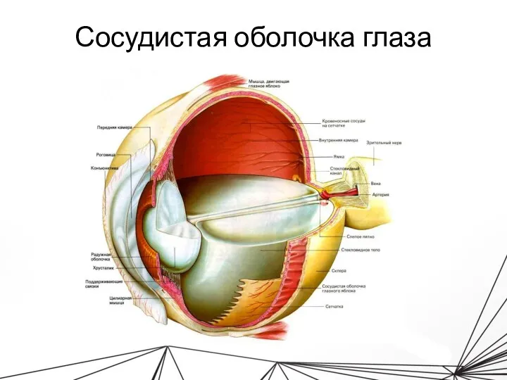 Сосудистая оболочка глаза