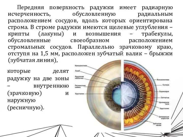 Передняя поверхность радужки имеет радиарную исчерченность, обусловленную радиальным расположением сосудов, вдоль которых ориентирована