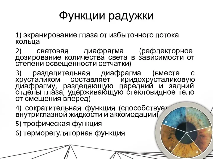 Функции радужки 1) экранирование глаза от избыточного потока кольца 2) световая диафрагма (рефлекторное