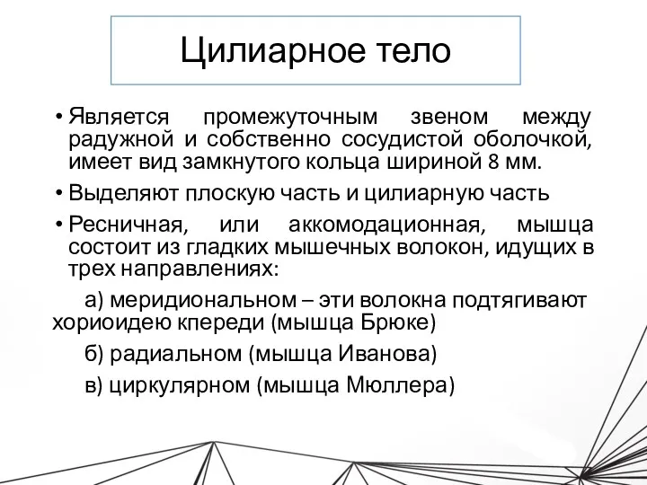 Цилиарное тело Является промежуточным звеном между радужной и собственно сосудистой оболочкой, имеет вид