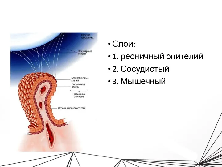 Слои: 1. ресничный эпителий 2. Сосудистый 3. Мышечный