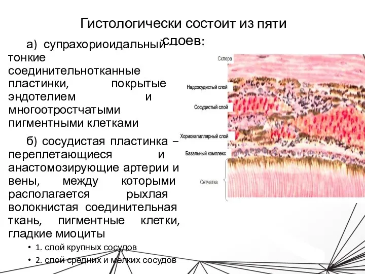 а) супрахориоидальный – тонкие соединительнотканные пластинки, покрытые эндотелием и многоотростчатыми пигментными клетками б)