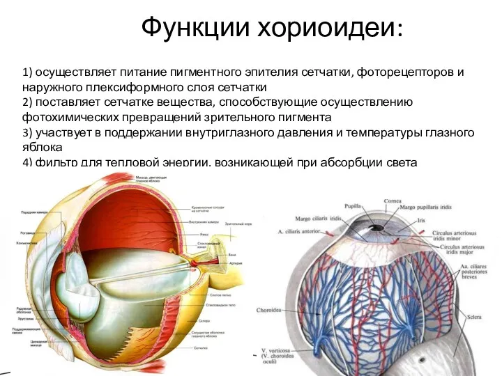 Функции хориоидеи: 1) осуществляет питание пигментного эпителия сетчатки, фоторецепторов и наружного плексиформного слоя