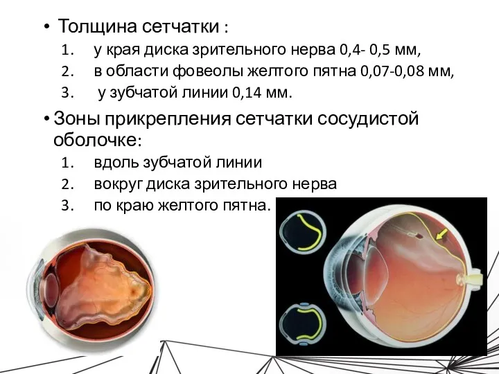 Толщина сетчатки : у края диска зрительного нерва 0,4- 0,5 мм, в области