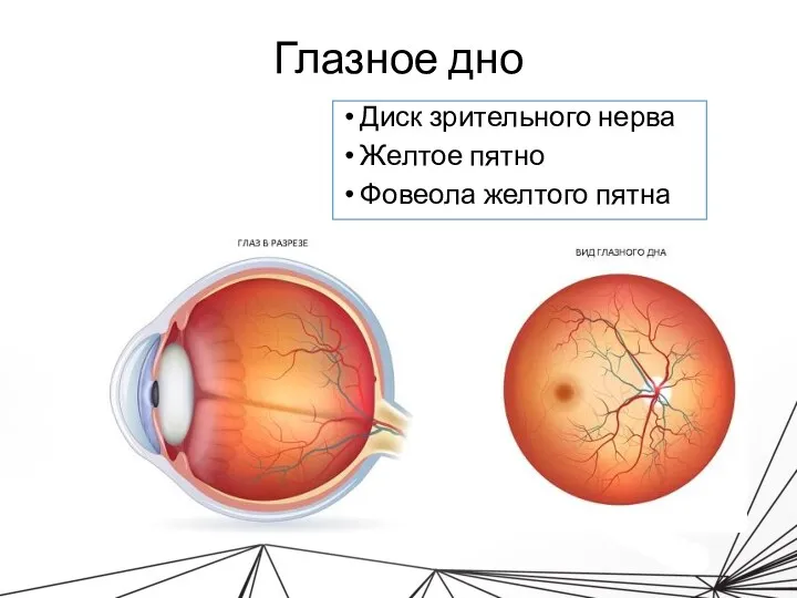 Глазное дно Диск зрительного нерва Желтое пятно Фовеола желтого пятна