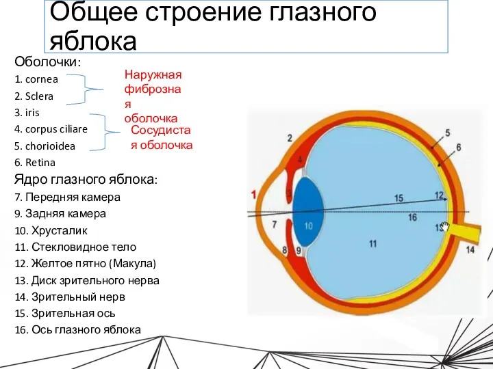 Общее строение глазного яблока Оболочки: 1. cornea 2. Sclera 3.